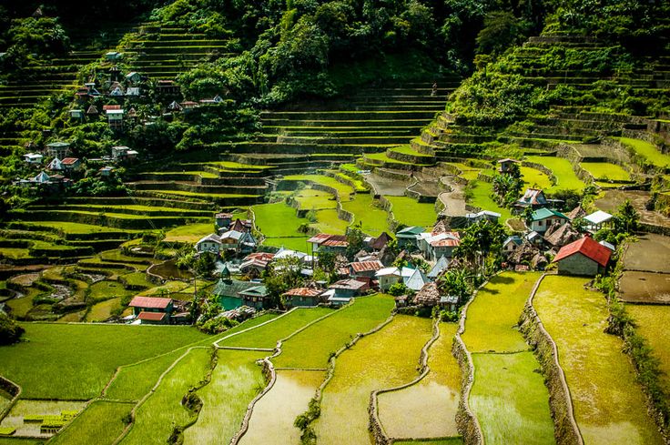 Tegallalang Rice Terraces